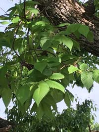 American Elm leaf