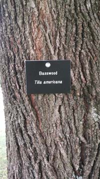 Basswood Tag