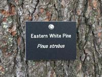 Eastern White Pine Tag