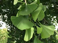 Ginko Biloba Leaf