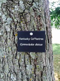Kentucky Coffee Tree Tag