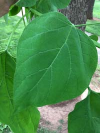 Catalpa Leaf
