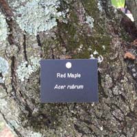 Red Maple Tag