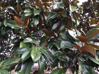 Magnolia Leaf