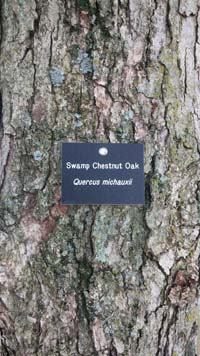 Swamp Chestnut Oak Label