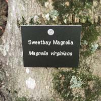 Sweetbay Magnolia Tag