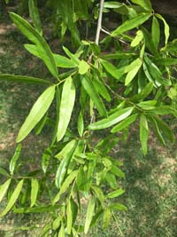 Willow Oak Biology Leaf