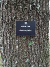 Willow Oak Biology Tag