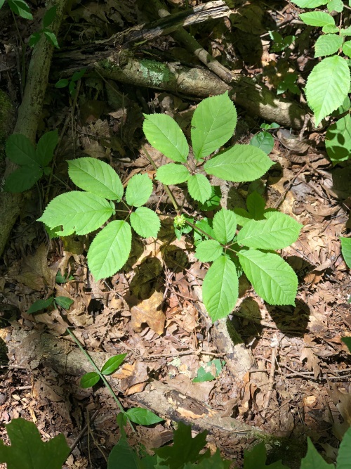 ginseng plant on forest floor