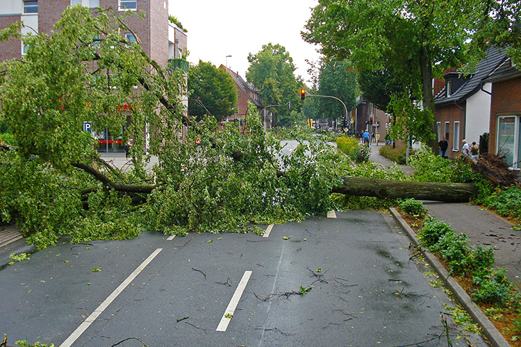 A tree uprooted by high winds in an electrical storm blocks a city street in this file image from Pixabay. Middle Tennessee State University tests its tornado siren system on the first Monday of every month at 11:20 a.m. to ensure it’s in working operation if dangerous weather approaches the area. (image by Jan Mallande/Pixabay)
