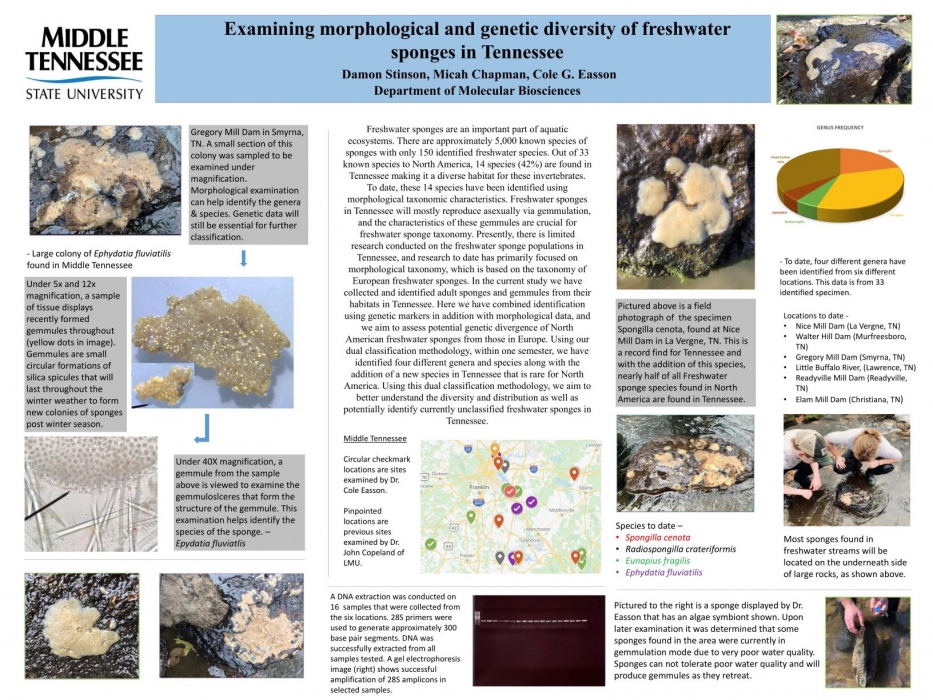 Examining morphological and genetic diversity of freshwater sponges in Tennessee