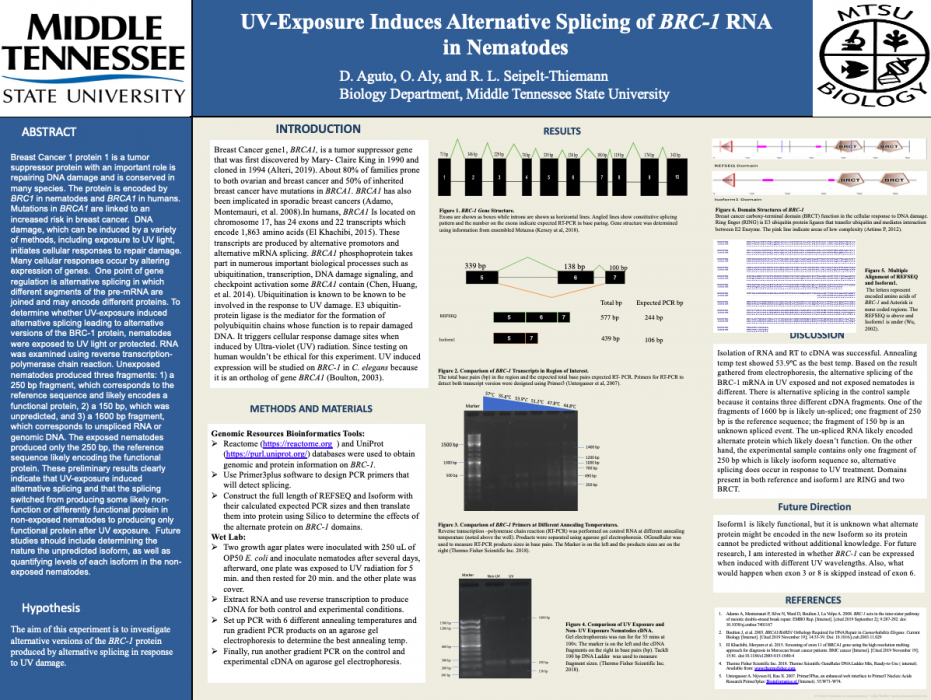 UV-Exposure Induces Alternative Splicing of BRC-1 RNA in Nematodes 