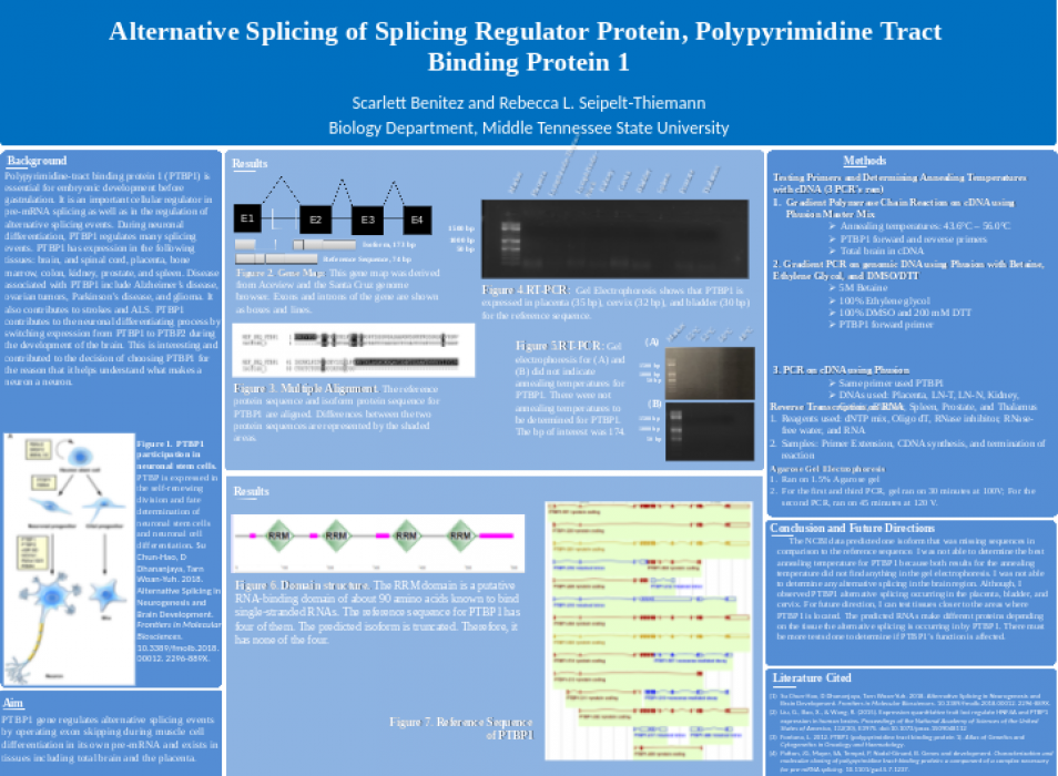 Alternative Splicing of Splicing Regulator Protein, Polypyrimidine Tract Binding Protein 1
