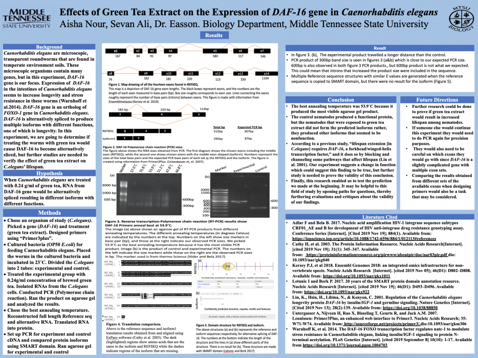 Effects of Green Tea on Expression of DAF-16 Gene in Caenorhabditis elegans