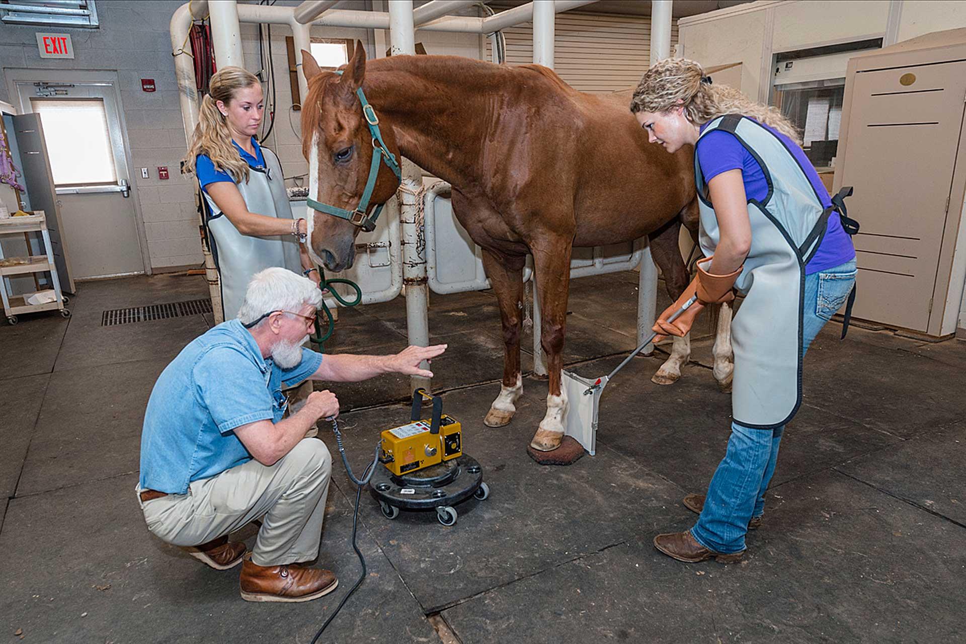 Horse Science, Equine Physiology Concentration, M.S.