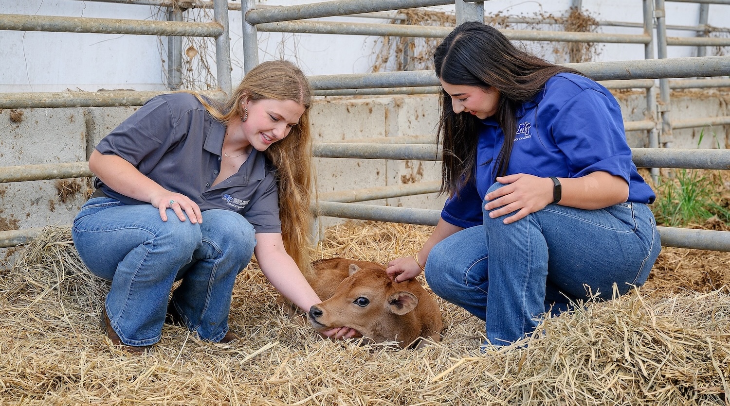 Animal Science industry and production students with a cow